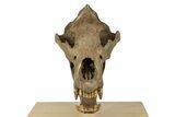 Fossil Cave Bear (Ursus spelaeus) Skull - Extremely Large! #240205-8